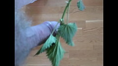 Bylting short nettle Thumb